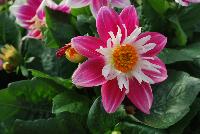StarSister™ Dahlia Rose & White -- From HEM Genetics, Spring Trials 2016:  A stunning specimen of StarSister™ Dahlia called 'Rose & White' with bold, bright and dramatic rose/pink flowers with white rings and a yellow center on top a canopy of dark green foliage.