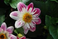 StarSister™ Dahlia Rose & White -- From HEM Genetics, Spring Trials 2016:  A stunning specimen of StarSister™ Dahlia called 'Rose & White' with bold, bright and dramatic rose/pink flowers with white rings and a yellow center on top a canopy of dark green foliage.