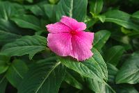 Solar Avalanche™ Vinca trailing, F1 Pink -- From HEM Genetics, Spring Trials 2016:  A new series of vinca, the compact and well branched  plant habit of Solar Avalanche™ results in a perfect coverage of pots, containers and flower beds.  Its trailing habit and large flowers with overlapping petals make Solar Avalanche™ ideal for hanging baskets or other trailing or ground cover applications.  Its also ideal for pack and pot production and can be utilized as the cascading component in mixed containers.  Where other series may fail, Solar Avalanche™ does very well in extremely hot and humid conditions.  New 'Apricot', 'Burgundy', 'Pink', 'Rose', 'Red', 'Violet', 'White' and 'Full Mixture'.