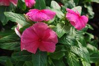 Solar Avalanche™ Vinca trailing, F1 Pink -- From HEM Genetics, Spring Trials 2016:  A new series of vinca, the compact and well branched  plant habit of Solar Avalanche™ results in a perfect coverage of pots, containers and flower beds.  Its trailing habit and large flowers with overlapping petals make Solar Avalanche™ ideal for hanging baskets or other trailing or ground cover applications.  Its also ideal for pack and pot production and can be utilized as the cascading component in mixed containers.  Where other series may fail, Solar Avalanche™ does very well in extremely hot and humid conditions.  New 'Apricot', 'Burgundy', 'Pink', 'Rose', 'Red', 'Violet', 'White' and 'Full Mixture'.