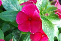 Solar Avalanche™ Vinca trailing, F1 Burgundy -- From HEM Genetics, Spring Trials 2016:  A new series of vinca, the compact and well branched  plant habit of Solar Avalanche™ results in a perfect coverage of pots, containers and flower beds.  Its trailing habit and large flowers with overlapping petals make Solar Avalanche™ ideal for hanging baskets or other trailing or ground cover applications.  Its also ideal for pack and pot production and can be utilized as the cascading component in mixed containers.  Where other series may fail, Solar Avalanche™ does very well in extremely hot and humid conditions.  New 'Apricot', 'Burgundy', 'Pink', 'Rose', 'Red', 'Violet', 'White' and 'Full Mixture'.