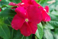 Solar Avalanche™ Vinca trailing, F1 Red -- From HEM Genetics, Spring Trials 2016:  A new series of vinca, the compact and well branched  plant habit of Solar Avalanche™ results in a perfect coverage of pots, containers and flower beds.  Its trailing habit and large flowers with overlapping petals make Solar Avalanche™ ideal for hanging baskets or other trailing or ground cover applications.  Its also ideal for pack and pot production and can be utilized as the cascading component in mixed containers.  Where other series may fail, Solar Avalanche™ does very well in extremely hot and humid conditions.  New 'Apricot', 'Burgundy', 'Pink', 'Rose', 'Red', 'Violet', 'White' and 'Full Mixture'.