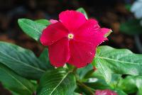 Solar Avalanche™ Vinca trailing, F1 Red -- From HEM Genetics, Spring Trials 2016:  A new series of vinca, the compact and well branched  plant habit of Solar Avalanche™ results in a perfect coverage of pots, containers and flower beds.  Its trailing habit and large flowers with overlapping petals make Solar Avalanche™ ideal for hanging baskets or other trailing or ground cover applications.  Its also ideal for pack and pot production and can be utilized as the cascading component in mixed containers.  Where other series may fail, Solar Avalanche™ does very well in extremely hot and humid conditions.  New 'Apricot', 'Burgundy', 'Pink', 'Rose', 'Red', 'Violet', 'White' and 'Full Mixture'.