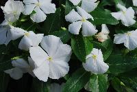 Solar Avalanche™ Vinca trailing, F1 White -- From HEM Genetics, Spring Trials 2016:  A new series of vinca, the compact and well branched  plant habit of Solar Avalanche™ results in a perfect coverage of pots, containers and flower beds.  Its trailing habit and large flowers with overlapping petals make Solar Avalanche™ ideal for hanging baskets or other trailing or ground cover applications.  Its also ideal for pack and pot production and can be utilized as the cascading component in mixed containers.  Where other series may fail, Solar Avalanche™ does very well in extremely hot and humid conditions.  New 'Apricot', 'Burgundy', 'Pink', 'Rose', 'Red', 'Violet', 'White' and 'Full Mixture'.