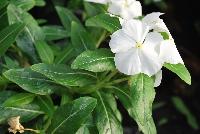 Solar Avalanche™ Vinca trailing, F1 White -- From HEM Genetics, Spring Trials 2016:  A new series of vinca, the compact and well branched  plant habit of Solar Avalanche™ results in a perfect coverage of pots, containers and flower beds.  Its trailing habit and large flowers with overlapping petals make Solar Avalanche™ ideal for hanging baskets or other trailing or ground cover applications.  Its also ideal for pack and pot production and can be utilized as the cascading component in mixed containers.  Where other series may fail, Solar Avalanche™ does very well in extremely hot and humid conditions.  New 'Apricot', 'Burgundy', 'Pink', 'Rose', 'Red', 'Violet', 'White' and 'Full Mixture'.