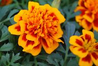 Chica™ Marigold dwarf, French Flame -- From HEM Genetics, Spring Trials 2016:  A new series of dwarf French Marigold with large flowers.  The full double-crested flowers are larger in size than other French Marigolds in this type.  Next to its large flowers Chica delivers early and superior uniformity under various conditions.  Chica gives color all season long in home gardens and commercial landscapes.  A flame color is now added to the series making it now a total of four colors and a mixture: 'Flame' (new), 'Gold' 'Yellow', 'Orange' and 'Full Mixture'.  Large flower size.  Full double crested flower, early to flower, superior uniformity, excellent garden performance.  Available as de-tailed or coated seed.