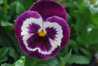 Xtrada™ Pansy F1, XL-Flowered Violet Face -- From HEM Genetics, Spring Trials 2016:  The Xtrada™ Pansy, XL-Flowered series combines its compactness, heat- and cold-tolerance with a huge flower size with strong stems that hold flowers erect for superb presentation in the garden and on the retail shelf.  Xtrada™ Pansies are suited for spring and  autumn sales and give an excellent garden presentation.  Xtrada™ Pansy 'Blue with Blotch' is improved and now darker blue, making it more intensive.  Two new colors, 'Mid Blue' and 'Violet Face' make a total of eleven in the series and a 'Full Mixture'.   Early flowering.  Giant flower size.  Compact yet well branched.  Easy filling and coverage of pots.  Perfect for pots, gallons and borders.  Available as raw and pelleted seed.