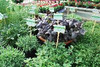   -- On display @ HEM Genetics, Spring Trials 2016:  A full collection of herbs.