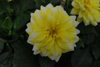 StarSister™ Dahlia Yellow Tipped White -- From HEM Genetics, Spring Trials 2016:  A  stunning specimen of StarSister™ Dahlia called 'Yellow Tipped White' with bright lemon-yellow flowers with white tips on top a canopy of dark green foliage.