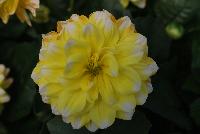 StarSister™ Dahlia Yellow Tipped White -- From HEM Genetics, Spring Trials 2016:  A  stunning specimen of StarSister™ Dahlia called 'Yellow Tipped White' with bright lemon-yellow flowers with white tips on top a canopy of dark green foliage.