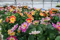 StarSister™ Dahlia  -- From HEM Genetics, Spring Trials 2016:  A display of StarSister™ Dahlia.