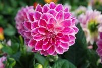StarSister™ Dahlia Flamed Rose -- From HEM Genetics, Spring Trials 2016:  A  stunning specimen of StarSister™ Dahlia called 'Flamed Rose' with bright neon pink-rose flowers on top a canopy of dark green foliage.
