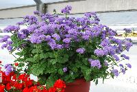 Planet™ Ageratum Blue -- From HEM Genetics, Spring Trials 2016:  Planet™ Ageratum 'Blue' for cut flower production.  And for landscaping.  Large flowers on sturdy stems with a strong, branching habit.