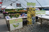 Cupcakes Bidens  -- From Thompson & Morgan Spring Trials, 2016 @ Speedling:  Cupcakes Bidens 'Banana Cream', 'Strawberry' and 'Coconut' featuring an abundance of elegant flowers in cheery sunshine yellow and cream tones.  Also in white and pink/white bicolor.  Bred for a long season of interest in patio pots and containers.  Excellent performance.  In partnership with PlantHaven International, Inc.