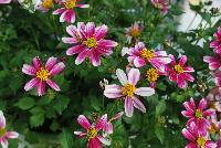 Cupcakes Bidens Strawberry -- From Thompson & Morgan Spring Trials, 2016 @ Speedling:  Cupcakes Bidens 'Banana Cream', 'Strawberry' and 'Coconut' featuring an abundance of elegant flowers in cheery sunshine yellow and cream tones.  Also in white and pink/white bicolor.  Bred for a long season of interest in patio pots and containers.  Excellent performance.  In partnership with PlantHaven International, Inc.