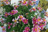 Cupcakes Bidens Strawberry -- From Thompson & Morgan Spring Trials, 2016 @ Speedling:  Cupcakes Bidens 'Banana Cream', 'Strawberry' and 'Coconut' featuring an abundance of elegant flowers in cheery sunshine yellow and cream tones.  Also in white and pink/white bicolor.  Bred for a long season of interest in patio pots and containers.  Excellent performance.  In partnership with PlantHaven International, Inc.