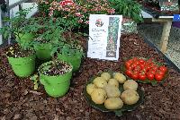  Potato-Tomato Ketchup n' Fries™ -- From Thompson & Morgan Spring Trials, 2016 @ Speedling:  Harvest Tomatoes and Potatoes from One Plant!  Incredible innovation in vegetative growing.  A tomato plant grafted onto a potato plant.  All natural, non-GMO.  Tomatoes for snacking, salads, sauces and ketchup.  Potatoes can be baked, boiled, mashed, roasted and cut for chips and fires.  Grow in a patio container or vegetable garden.  In partnership with Plug Connection.