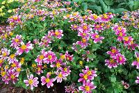 Cupcakes Bidens Strawberry -- From Thompson & Morgan Spring Trials, 2016 @ Speedling:  Cupcakes Bidens 'Banana Cream', 'Strawberry' and 'Coconut' featuring an abundance of elegant flowers in cheery sunshine yellow and cream tones.  Also in white and pink/white bicolor.  Bred for a long season of interest in patio pots and containers.  Excellent performance.  In partnership with PlantHaven International, Inc.