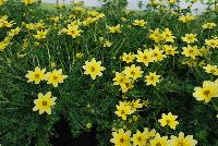 Cupcakes Bidens Banana Cream -- From Thompson & Morgan Spring Trials, 2016 @ Speedling:  Cupcakes Bidens 'Banana Cream', 'Strawberry' and 'Coconut' featuring an abundance of elegant flowers in cheery sunshine yellow and cream tones.  Also in white and pink/white bicolor.  Bred for a long season of interest in patio pots and containers.  Excellent performance.  In partnership with PlantHaven International, Inc.