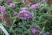 Buzz Buddleia Lavender -- From Thompson & Morgan Spring Trials, 2016 @ Speedling: The new Buzz Buddleia series, featuring 'Blue', 'Dark Pink', 'Midnight' and 'Soft Pink'  great colors and great pollinator attraction.