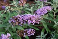 Buzz Buddleia Lavender -- From Thompson & Morgan Spring Trials, 2016 @ Speedling: The new Buzz Buddleia series, featuring 'Blue', 'Dark Pink', 'Midnight' and 'Soft Pink'  great colors and great pollinator attraction.