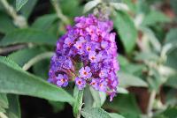 Buzz Buddleia Purple -- From Thompson & Morgan Spring Trials, 2016 @ Speedling: The new Buzz Buddleia series, featuring 'Blue', 'Dark Pink', 'Midnight' and 'Soft Pink'  great colors and great pollinator attraction.