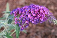 Buzz Buddleia Purple -- From Thompson & Morgan Spring Trials, 2016 @ Speedling: The new Buzz Buddleia series, featuring 'Blue', 'Dark Pink', 'Midnight' and 'Soft Pink'  great colors and great pollinator attraction.