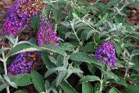 Buzz Buddleia Purple -- From Thompson & Morgan Spring Trials, 2016 @ Speedling: The new Buzz Buddleia series, featuring 'Blue', 'Dark Pink', 'Midnight' and 'Soft Pink'  great colors and great pollinator attraction.