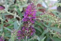 Buzz Buddleia Magenta -- From Thompson & Morgan Spring Trials, 2016 @ Speedling: The new Buzz Buddleia series, featuring 'Blue', 'Dark Pink', 'Midnight' and 'Soft Pink'  great colors and great pollinator attraction.