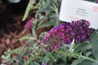 Buzz Buddleia Magenta -- From Thompson & Morgan Spring Trials, 2016 @ Speedling: The new Buzz Buddleia series, featuring 'Blue', 'Dark Pink', 'Midnight' and 'Soft Pink'  great colors and great pollinator attraction.