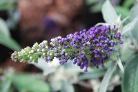 Buzz Buddleia Midnight -- From Thompson & Morgan Spring Trials, 2016 @ Speedling: The new Buzz Buddleia series, featuring 'Blue', 'Dark Pink', 'Midnight' and 'Soft Pink'  great colors and great pollinator attraction.