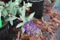 Buzz Buddleia Midnight -- From Thompson & Morgan Spring Trials, 2016 @ Speedling: The new Buzz Buddleia series, featuring 'Blue', 'Dark Pink', 'Midnight' and 'Soft Pink'  great colors and great pollinator attraction.