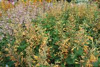  Agastache aurantiaca (Hyssop) Peach Margarita -- From Thompson & Morgan Spring Trials, 2016 @ Speedling: the 'Peach Margarita' Agastache (Hyssop) featuring tall spires of peach to light orange-pink trumpets of prolific flowers.  Sown Week 48 ( ~ 16 weeks).