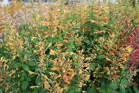  Agastache aurantiaca (Hyssop) Peach Margarita -- From Thompson & Morgan Spring Trials, 2016 @ Speedling: the 'Peach Margarita' Agastache (Hyssop) featuring tall spires of peach to light orange-pink trumpets of prolific flowers.  Sown Week 48 ( ~ 16 weeks).