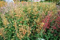  Agastache aurantiaca (Hyssop) Peach Margarita -- From Thompson & Morgan Spring Trials, 2016 @ Speedling: the 'Peach Margarita' Agastache (Hyssop) featuring tall spires of peach to light orange-pink trumpets of prolific flowers.  Sown Week 48 ( ~ 16 weeks).