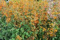  Agastache aurantiaca (Hyssop) Peach Margarita -- From Thompson & Morgan Spring Trials, 2016 @ Speedling: the 'Peach Margarita' Agastache (Hyssop) featuring tall spires of peach to light orange-pink trumpets of prolific flowers.  Sown Week 48 ( ~ 16 weeks).