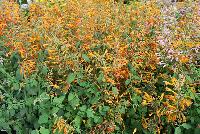  Agastache aurantiaca (Hyssop) Peach Margarita -- From Thompson & Morgan Spring Trials, 2016 @ Speedling: the 'Peach Margarita' Agastache (Hyssop) featuring tall spires of peach to light orange-pink trumpets of prolific flowers.  Sown Week 48 ( ~ 16 weeks).