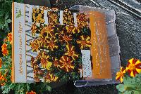  Marigold, French  -- From Thompson & Morgan Spring Trials, 2016 @ Speedling: French Marigold varieties 'Bambino', 'Colossus', 'Solan' and 'Mr. Majestic Double', a selection of compact varieties to add color and interest to bedding displays.  With unusual colors and petal shapes, these make superb container plants.