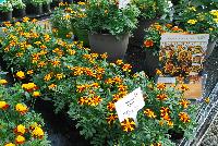  Marigold, French  -- From Thompson & Morgan Spring Trials, 2016 @ Speedling: French Marigold varieties 'Bambino', 'Colossus', 'Solan' and 'Mr. Majestic Double', a selection of compact varieties to add color and interest to bedding displays.  With unusual colors and petal shapes, these make superb container plants.