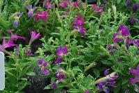  Petunia hybrida Sparklers -- From Thompson & Morgan Spring Trials, 2016 @ Speedling: An experimental Petunia hybrida 'Sparklers' featuring petunia-like habit but with flowers that form star-shaped petals rather than the typical webbed-flute flowers of the common petunia.  Sown Week 2 (~ 12 weeks).