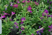  Petunia hybrida Sparklers -- From Thompson & Morgan Spring Trials, 2016 @ Speedling: An experimental Petunia hybrida 'Sparklers' featuring petunia-like habit but with flowers that form star-shaped petals rather than the typical webbed-flute flowers of the common petunia.  Sown Week 2 (~ 12 weeks).