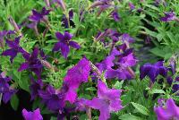  Petunia hybrida Sparklers -- From Thompson & Morgan Spring Trials, 2016 @ Speedling: An experimental Petunia hybrida 'Sparklers' featuring petunia-like habit but with flowers that form star-shaped petals rather than the typical webbed-flute flowers of the common petunia.  Sown Week 2 (~ 12 weeks).