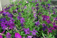  Petunia hybrida Sparklers -- From Thompson & Morgan Spring Trials, 2016 @ Speedling: An experimental Petunia hybrida 'Sparklers' featuring petunia-like habit but with flowers that form star-shaped petals rather than the typical webbed-flute flowers of the common petunia.  Sown Week 2 (~ 12 weeks).