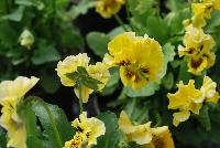  Viola hybrida (Pansy) Frilly Yellow -- From Thompson & Morgan Spring Trials, 2016 @ Speedling: An experimental Viola hybrida (Pansy) 'Frilly Yellow' featuring a unique twist on the pansy with frilly, semi-double flowers of lemon-yellow with burgundy to brown whisker eyes on sturdy stems protruding above a canopy of light- to lime-green foliage.  Sown Week 2 (~ 12 weeks).