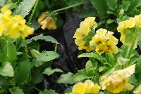  Viola hybrida (Pansy) Frilly Yellow -- From Thompson & Morgan Spring Trials, 2016 @ Speedling: An experimental Viola hybrida (Pansy) 'Frilly Yellow' featuring a unique twist on the pansy with frilly, semi-double flowers of lemon-yellow with burgundy to brown whisker eyes on sturdy stems protruding above a canopy of light- to lime-green foliage.  Sown Week 2 (~ 12 weeks).