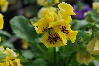  Viola hybrida (Pansy) Frilly Yellow -- From Thompson & Morgan Spring Trials, 2016 @ Speedling: An experimental Viola hybrida (Pansy) 'Frilly Yellow' featuring a unique twist on the pansy with frilly, semi-double flowers of lemon-yellow with burgundy to brown whisker eyes on sturdy stems protruding above a canopy of light- to lime-green foliage.  Sown Week 2 (~ 12 weeks).