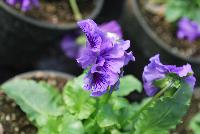  Viola hybrida (Pansy) Frilly Blue -- From Thompson & Morgan Spring Trials, 2016 @ Speedling: An experimental Viola hybrida (Pansy) 'Frilly Blue' featuring a unique twist on the pansy with frilly, semi-double flowers of purple blue with purple to red-purple whisker eyes on sturdy stems protruding above a canopy of light- to lime-green foliage.  Sown Week 2 (~ 12 weeks).