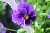  Viola hybrida (Pansy) Frilly Blue -- From Thompson & Morgan Spring Trials, 2016 @ Speedling: An experimental Viola hybrida (Pansy) 'Frilly Blue' featuring a unique twist on the pansy with frilly, semi-double flowers of purple blue with purple to red-purple whisker eyes on sturdy stems protruding above a canopy of light- to lime-green foliage.  Sown Week 2 (~ 12 weeks).