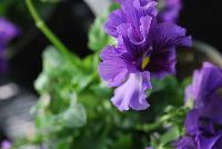  Viola hybrida (Pansy) Frilly Blue -- From Thompson & Morgan Spring Trials, 2016 @ Speedling: An experimental Viola hybrida (Pansy) 'Frilly Blue' featuring a unique twist on the pansy with frilly, semi-double flowers of purple blue with purple to red-purple whisker eyes on sturdy stems protruding above a canopy of light- to lime-green foliage.  Sown Week 2 (~ 12 weeks).