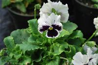  Viola hybrida (Pansy) Frilly White -- From Thompson & Morgan Spring Trials, 2016 @ Speedling: An experimental Viola hybrida (Pansy) 'Frilly White' featuring a unique twist on the pansy with frilly, semi-double flowers of white with purple to dark purple centers/eyes on sturdy stems protruding above a canopy of light- to lime-green foliage.  Sown Week 2 (~ 12 weeks).
